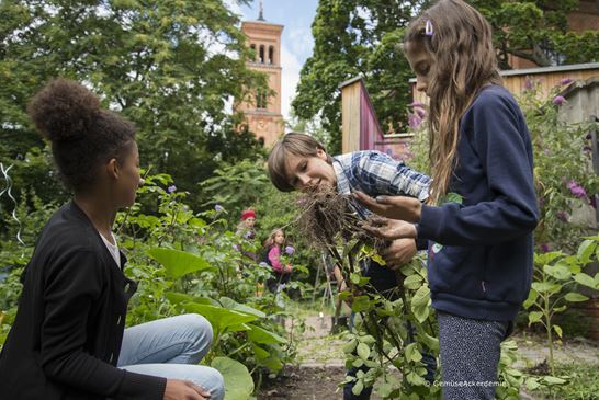 (C) Gemüseackerdemie (C) Gemüseackerdemie